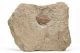 Rare, Lichid (Parvilichas) Trilobite - Tinzouline, Morocco #215172-1